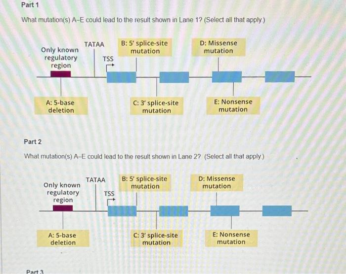 Solved Several different mutations within the gene shown | Chegg.com
