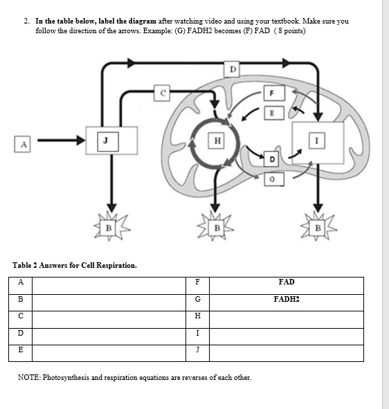 Solved Chapter 5 Photosynthesis 1. Write the balanced