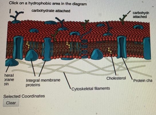 Solved Click on a hydrophobic area in the diagram | Chegg.com