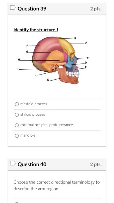 Identify the structure J
mastoid process
styloid process
external occipital protruberance
mandible
Question 40
2 pts
Choose t