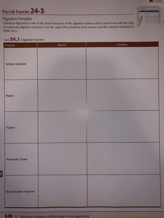 Solved PreLab Exercise 243 Digestive Enzymes Chemical