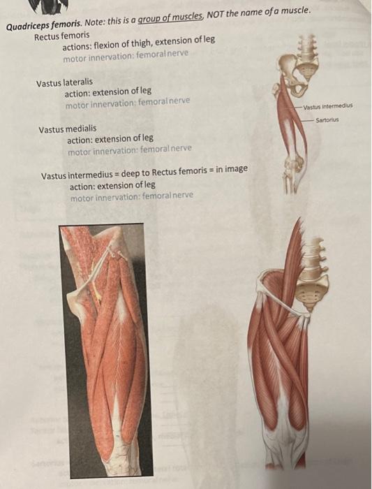 solved-quadriceps-femoris-note-this-is-a-qroup-of-muscles-chegg