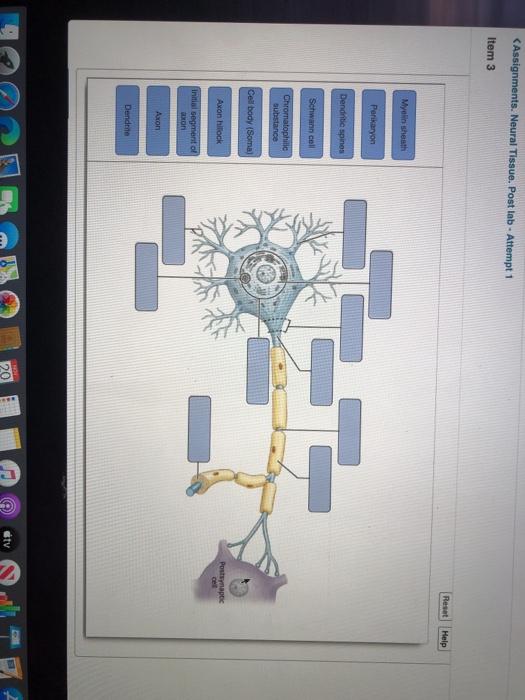 Solved Assignments. Neural Tissue. Post lab - Attempt 1 Item | Chegg.com