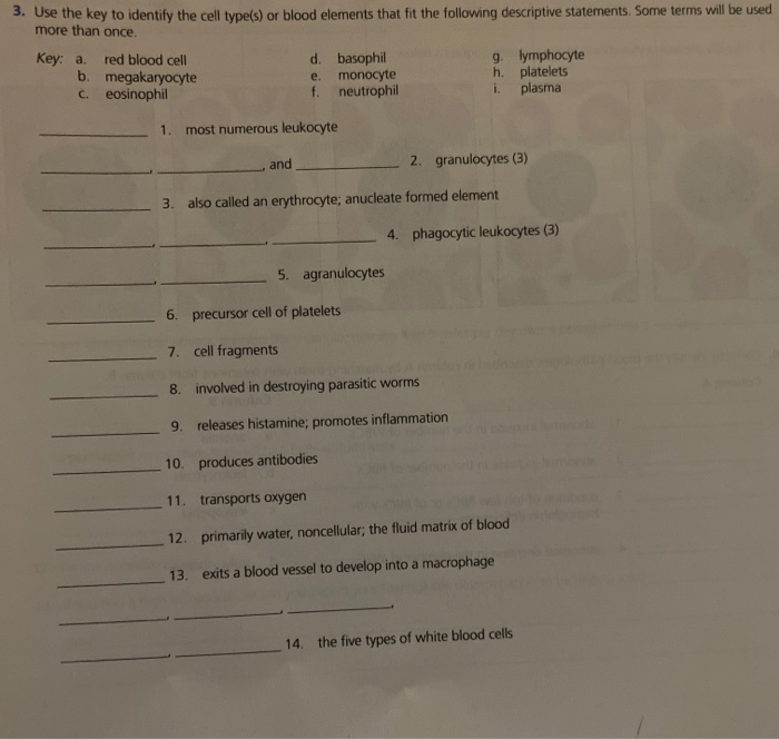 Solved 3. Use the key to identify the cell type(s) or blood | Chegg.com