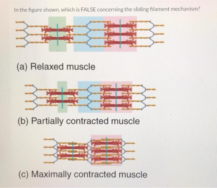 In the figure shown, which is FALSE concerning the | Chegg.com