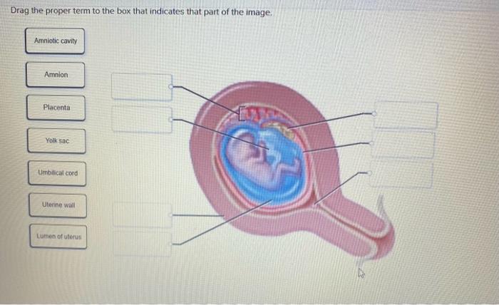 Drag the proper term to the box that indicates that part of the image.