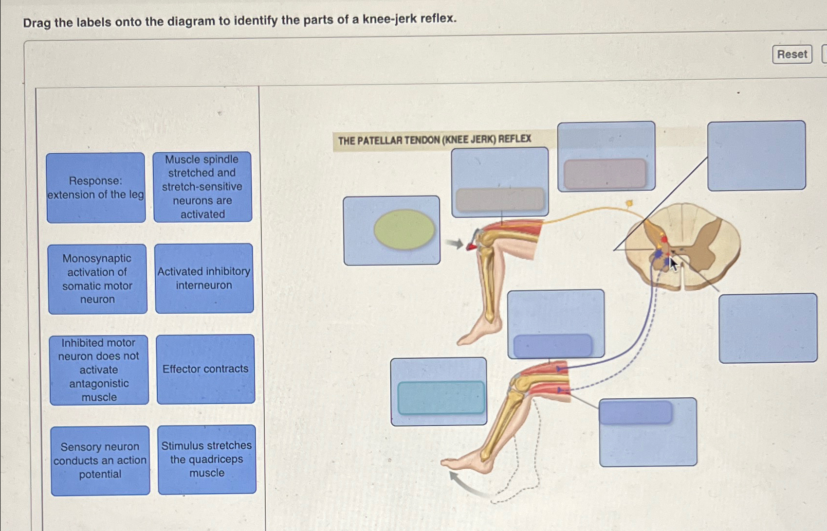 Solved Drag the labels onto the diagram to identify the | Chegg.com