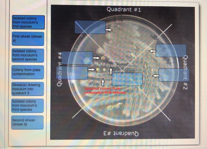 Solved Quadrant #1 Isolated colony from inoculum's first | Chegg.com