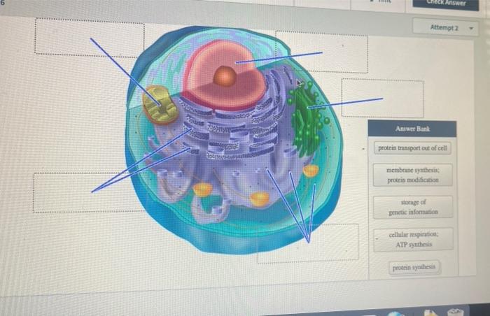 Solved DOT 6 A eukaryotic cell contains many | Chegg.com