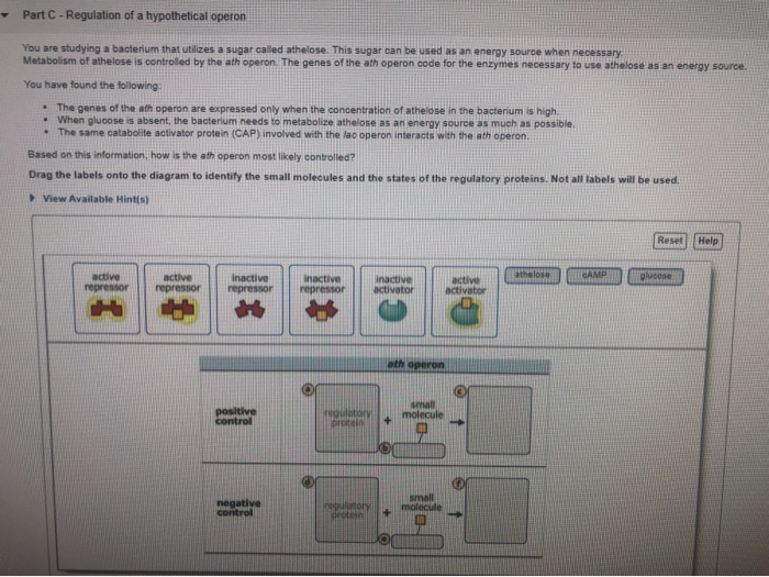 Solved - Part C - Regulation of a hypothetical operon You | Chegg.com