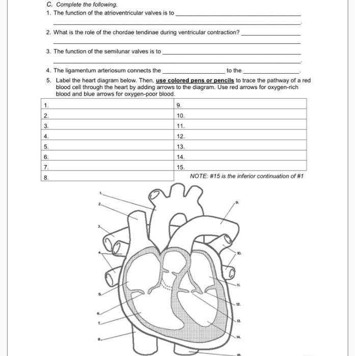 Solved C. Complete the following. 1. The function of the | Chegg.com