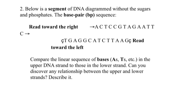 Solved 2. Below is a segment of DNA diagrammed without the | Chegg.com