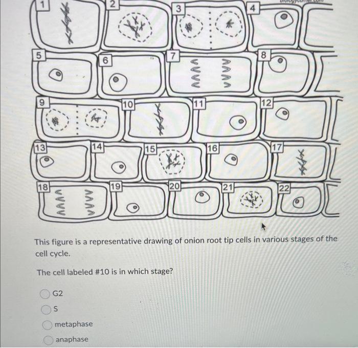This figure is a representative drawing of onion root tip cells in various stages of the cell cycle.
The cell labeled \#10 is