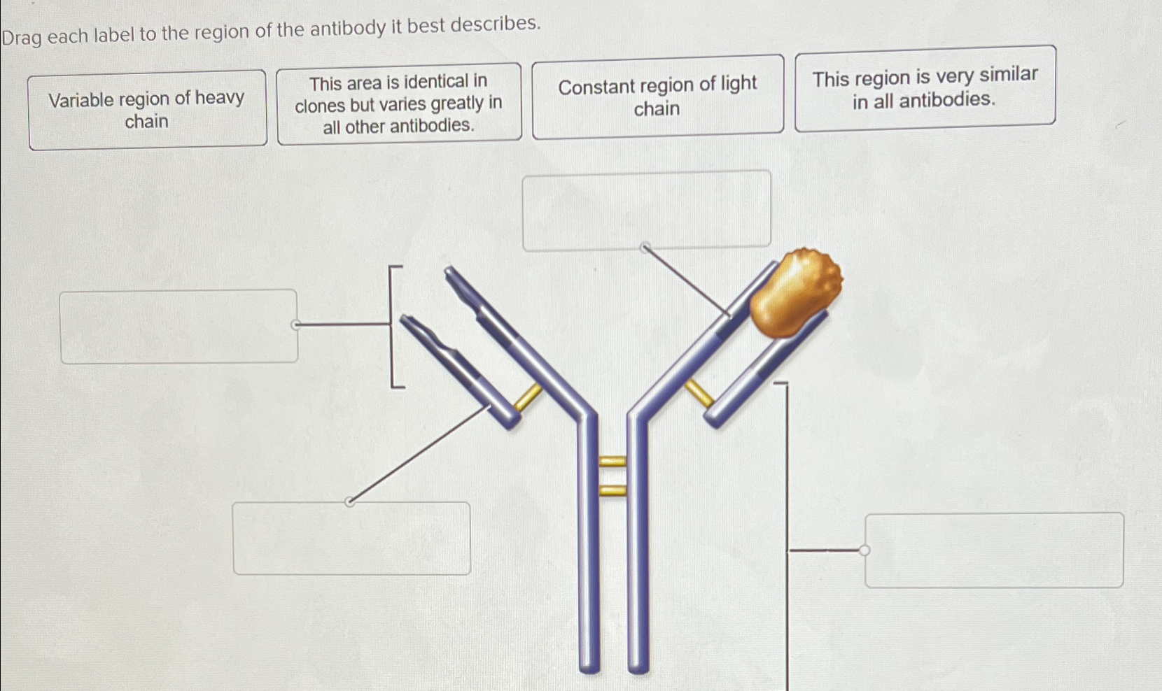 Solved Drag each label to the region of the antibody it best | Chegg.com