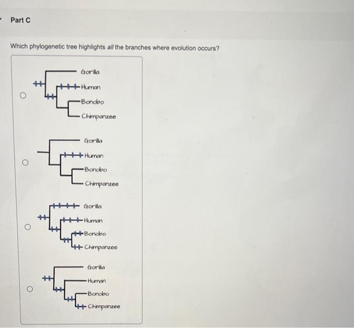 Which phylogenetic tree highlights all the branches where evolution occurs?