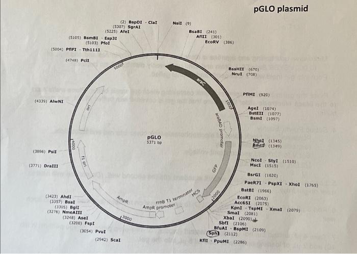1. Look at the plasmid maps for both plasmids. Assume | Chegg.com