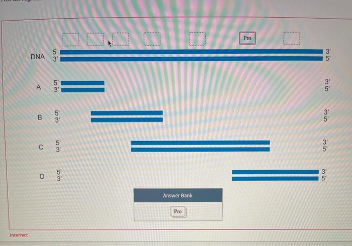 Solved Researchers are studying a DNA region of interest in | Chegg.com
