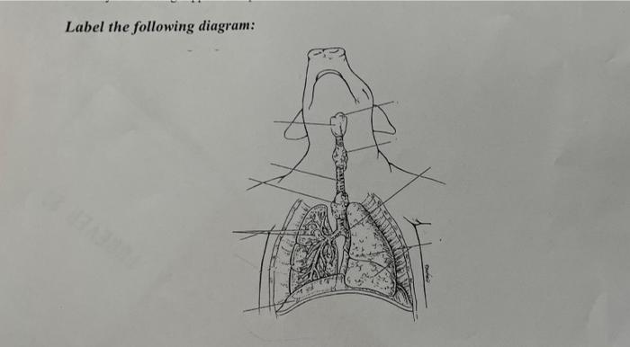 Solved Label the following diagram: | Chegg.com