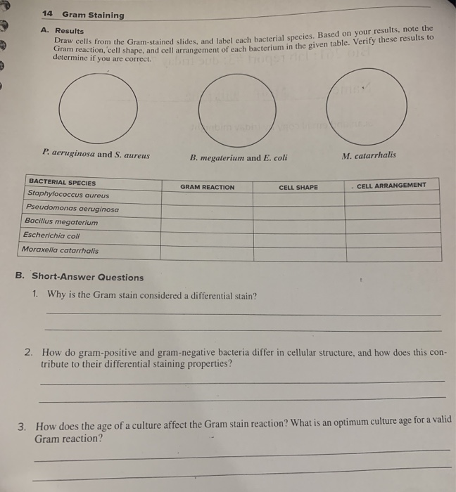 Solved 14 Gram Staining A Results Draw Cells From The Gr Chegg Com