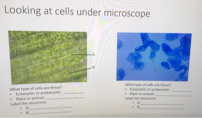 Solved Looking at cells under microscope A. B. . What type 