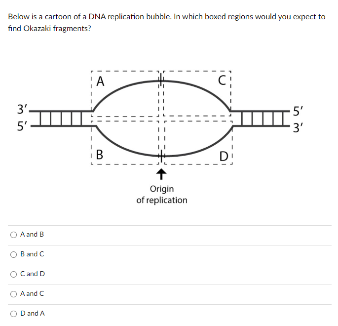 Solved Below is a cartoon of a DNA replication bubble. In | Chegg.com