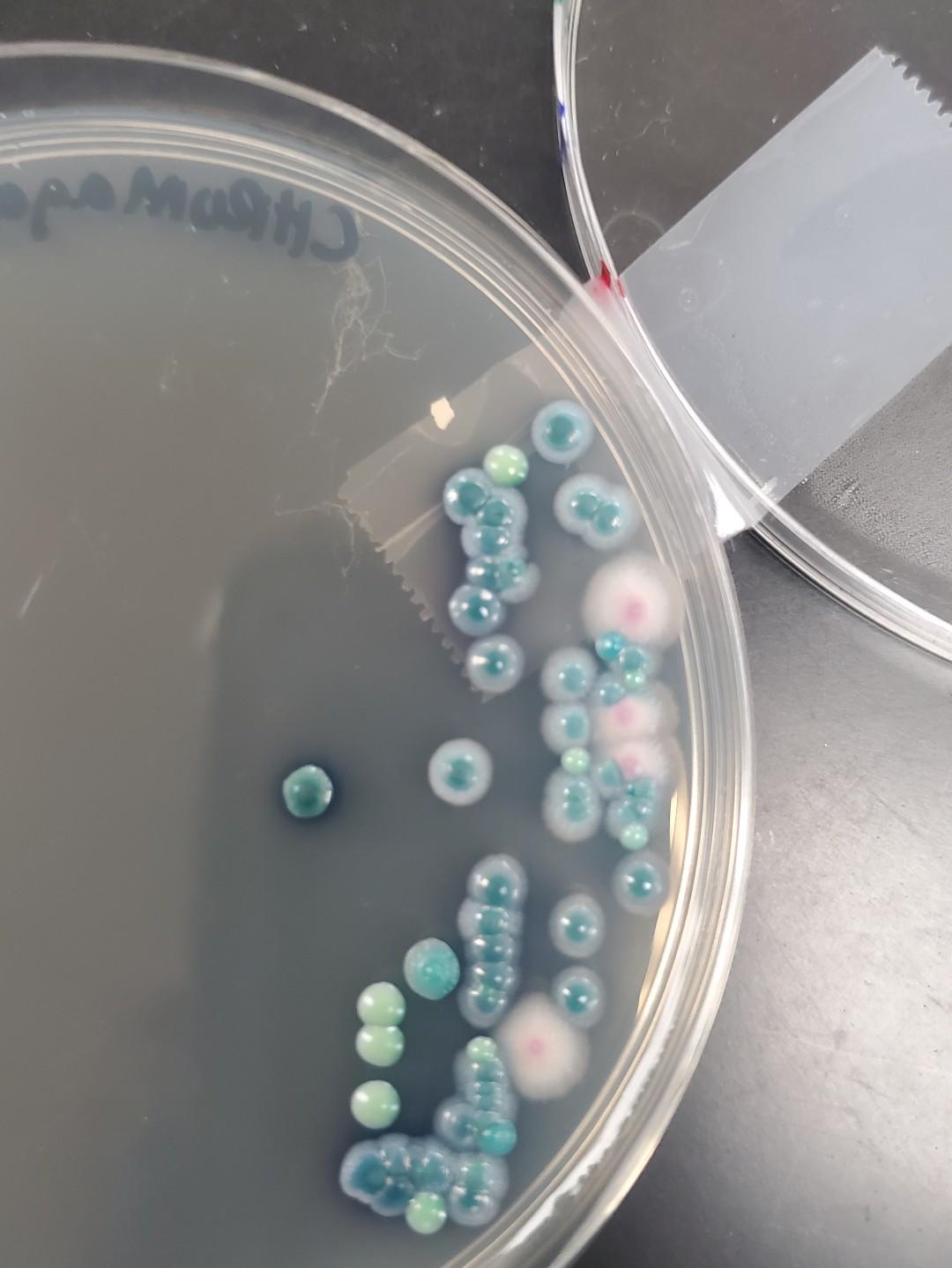 Solved Based on the growth and spore structures you