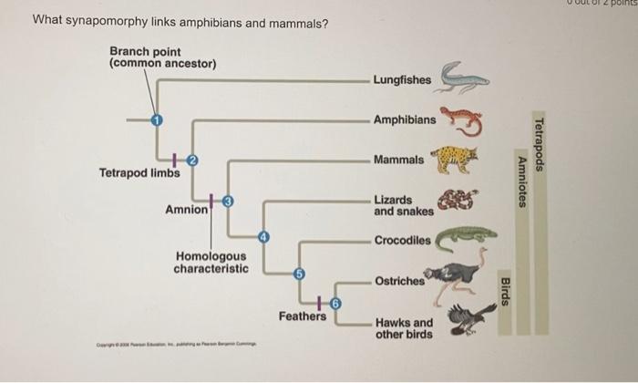 Solved What synapomorphy links amphibians and mammals? | Chegg.com