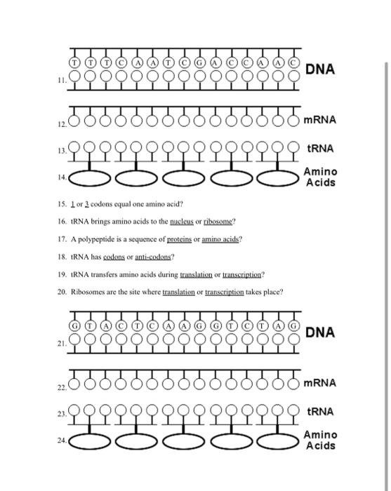 Solved Directions 1ma Fill in the complimentary DNA strand