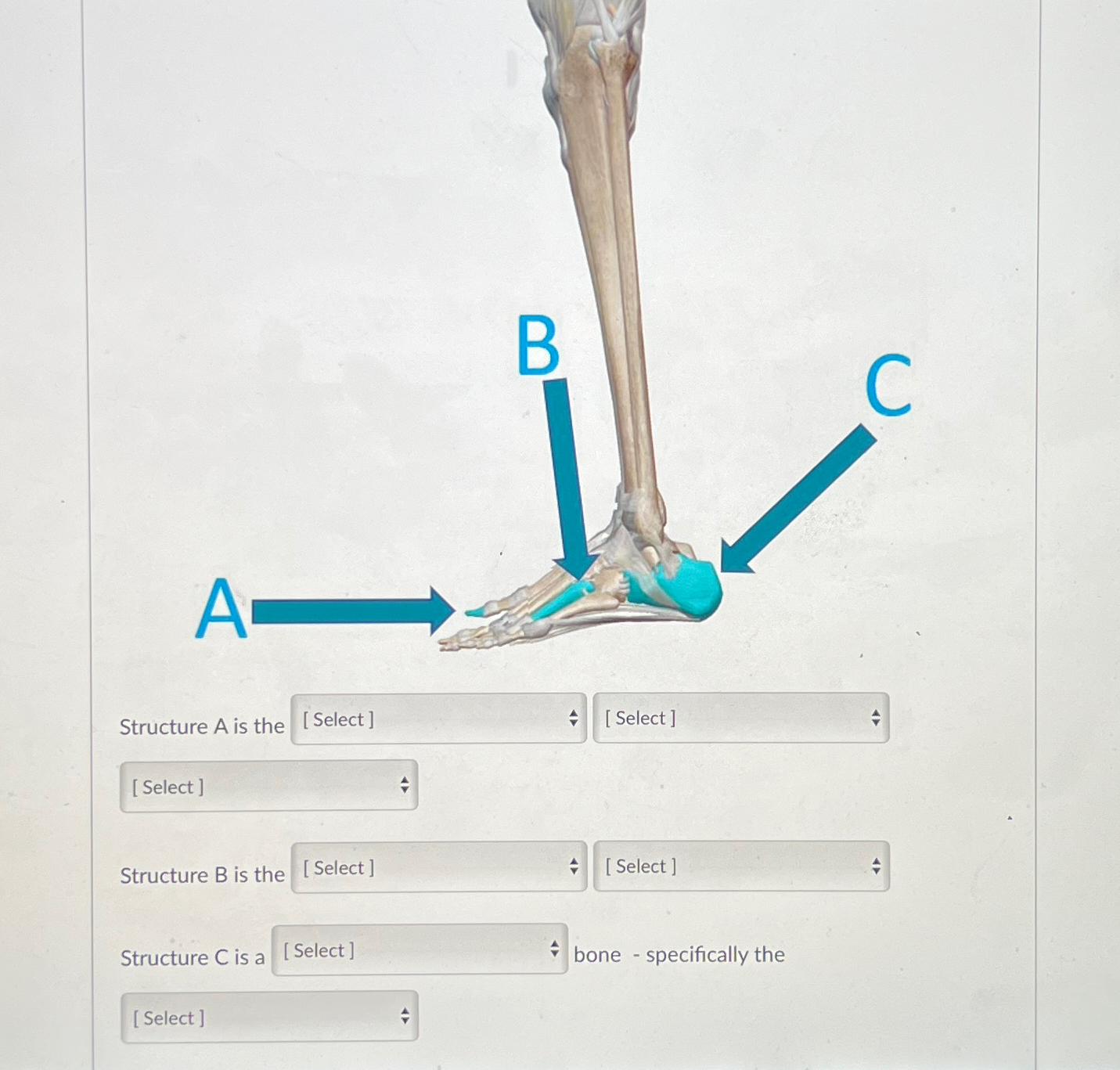 Solved Structure A ﻿is thStructure B is theStructure C ﻿is a | Chegg.com