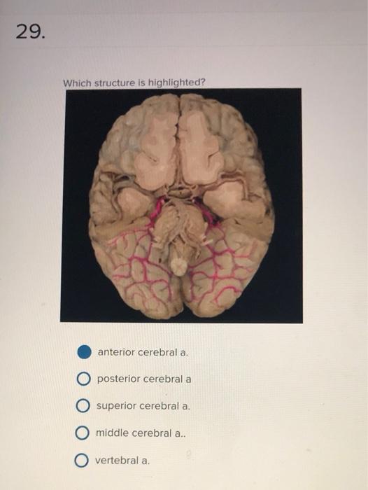 brain-region-function-in-neurofeedback-training-organization