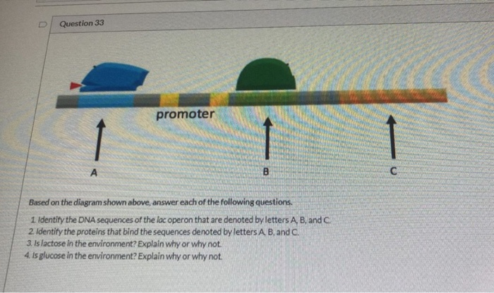 Solved Question 33 Promoter B С Based On The Diagram Shown | Chegg.com