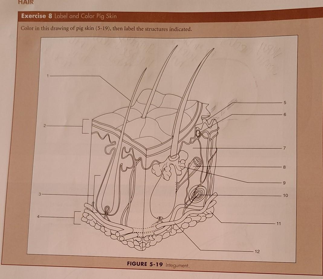 Solved HAIR Exercise 8 Label and Color Pig Skin Color in | Chegg.com