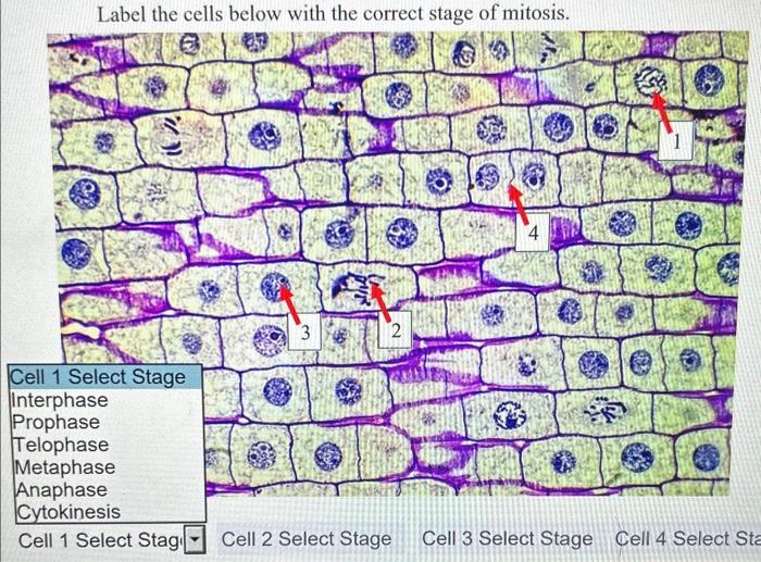 Solved Identify the stages of meiosis: Image Stage Select | Chegg.com