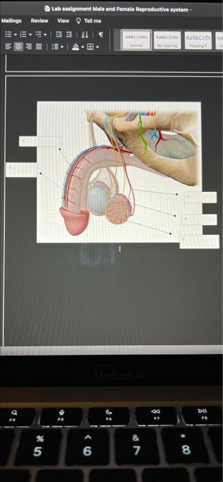 assignment 6.1 female and male reproductive system review