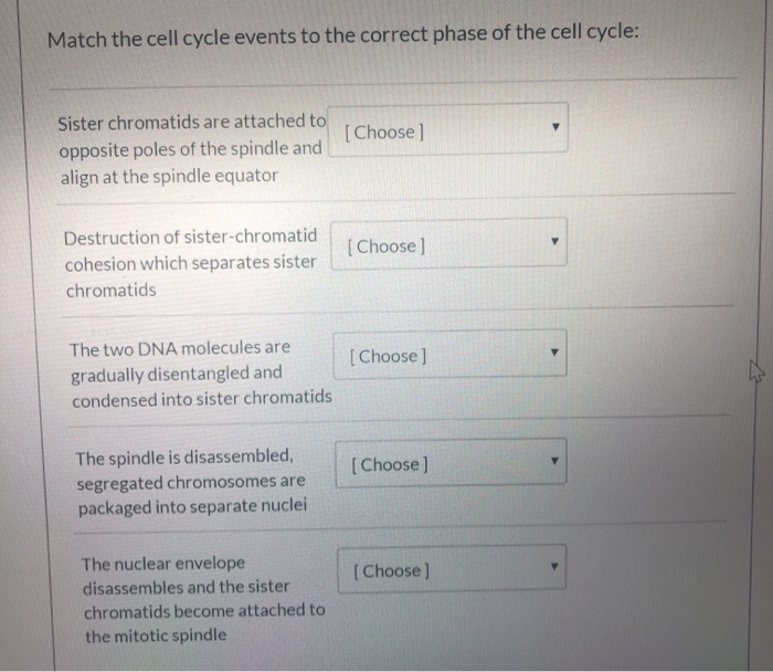 Solved Match the cell cycle events to the correct phase of | Chegg.com