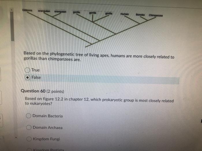 Solved Gibbons Orangutan Gorilla Human Bonobo Chimpare Based | Chegg.com