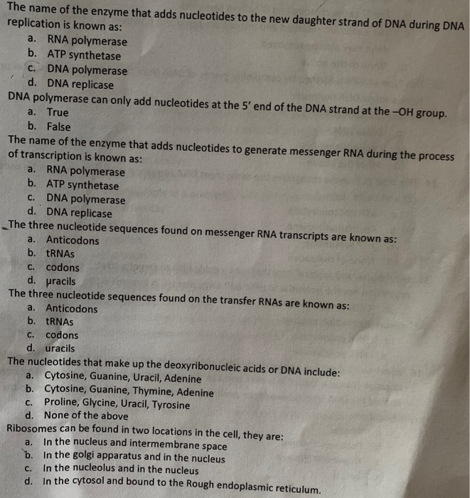 Solved The name of the enzyme that adds nucleotides to the | Chegg.com
