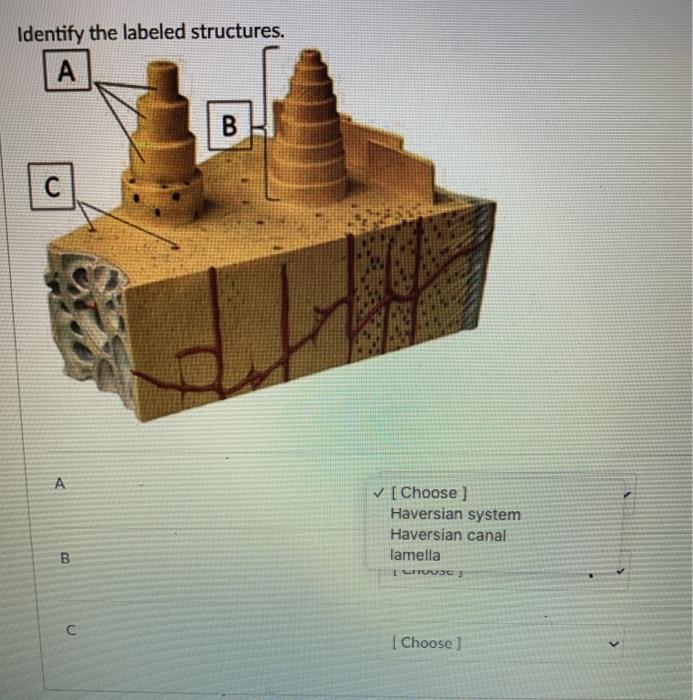 Solved Identify the labeled structures. A B с А [Choose ] | Chegg.com
