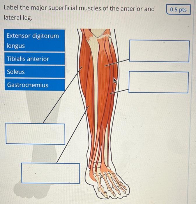 Solved Label the major superficial muscles of the anterior | Chegg.com