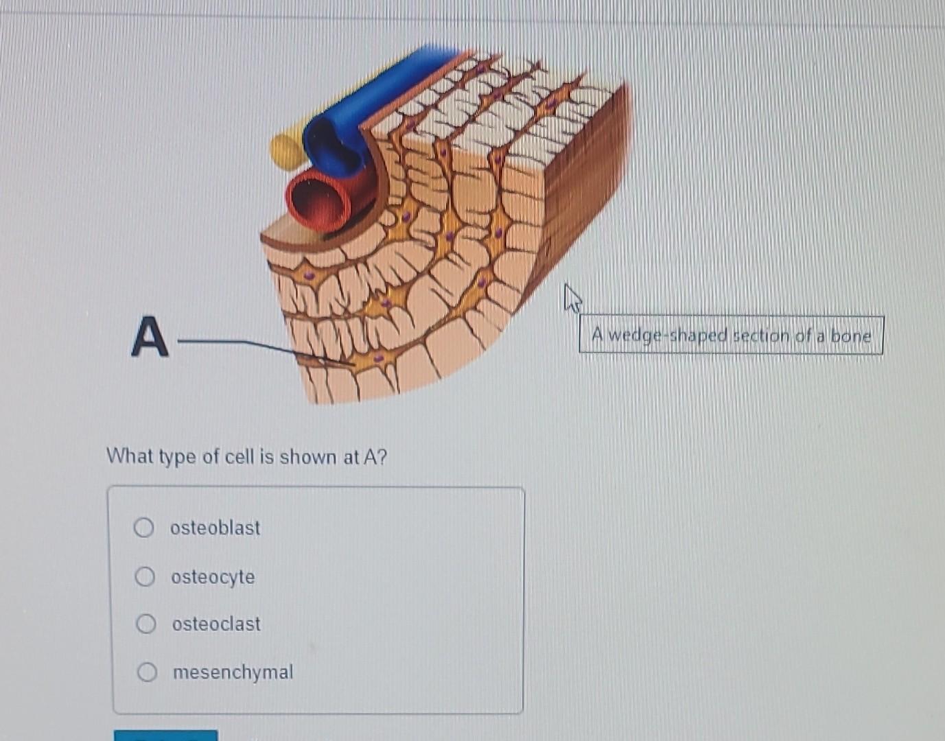 Solved What type of cell is shown at A? osteoblast osteocyte | Chegg.com