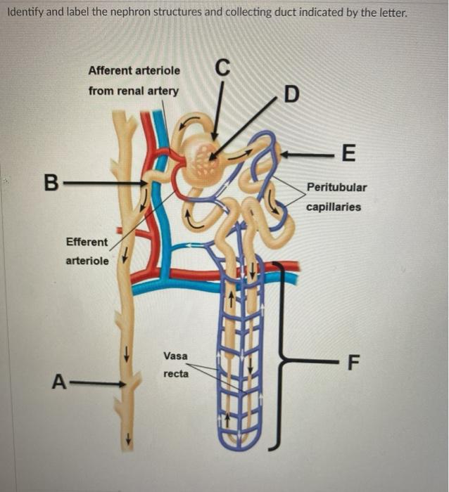 peritubular capillaries diagram