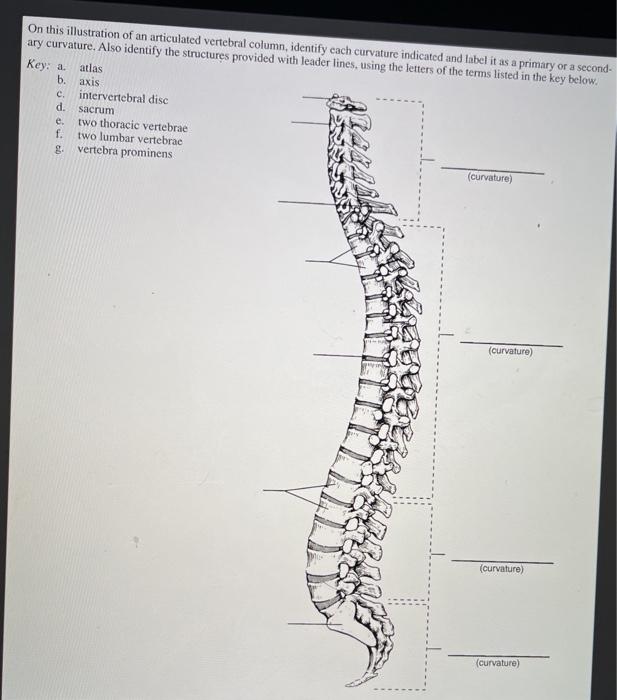 On this illustration of an articulated vertebral column, identify cach curvature indicated and Inbel it as a primary or a sec