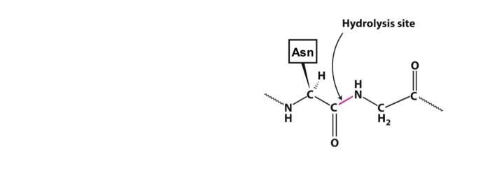 Trypsin Is An Enzyme That Hydrolyzesbreaks The Chegg Com