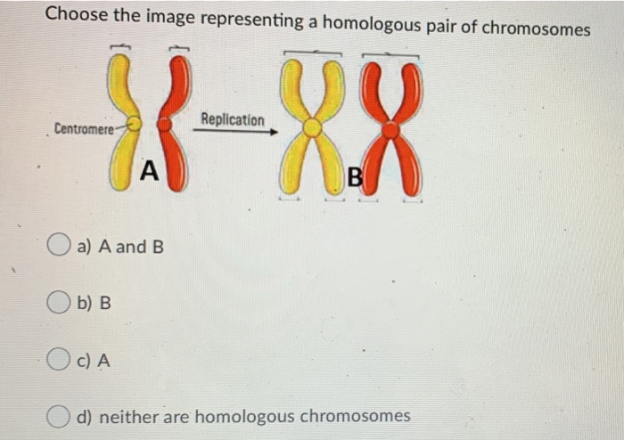 Solved Choose the image representing a homologous pair of | Chegg.com