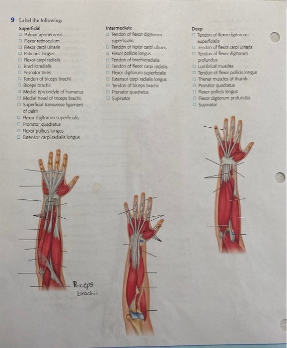 Solved 9 Label the following: Superficial Palmar aponeurosis | Chegg.com