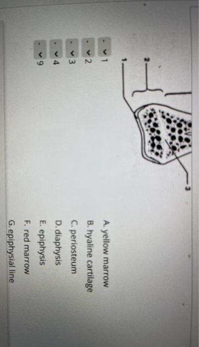 Solved Match the numbered structures in the diagram to the | Chegg.com