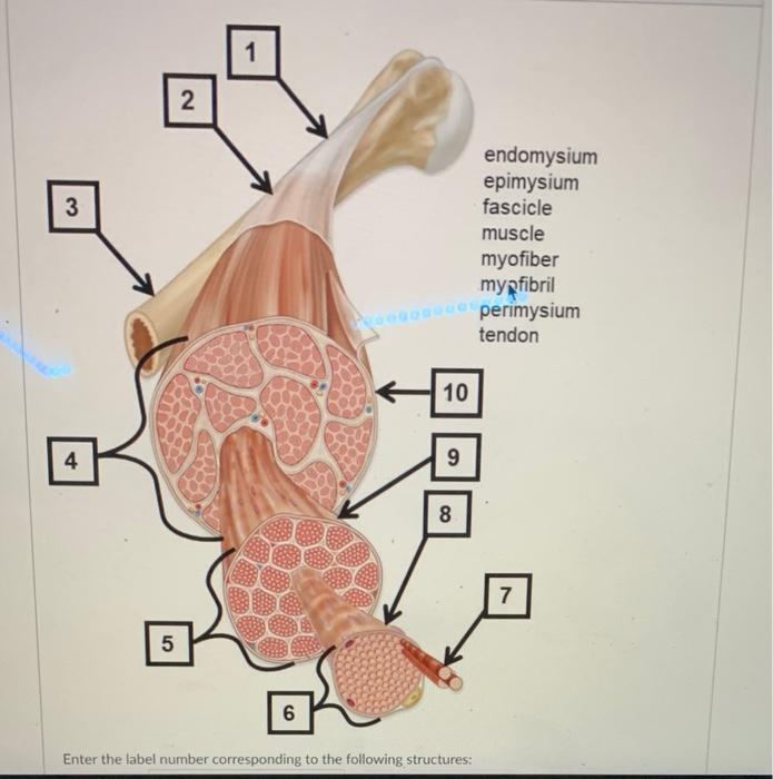 Solved 1 2 3 endomysium epimysium fascicle muscle myofiber | Chegg.com