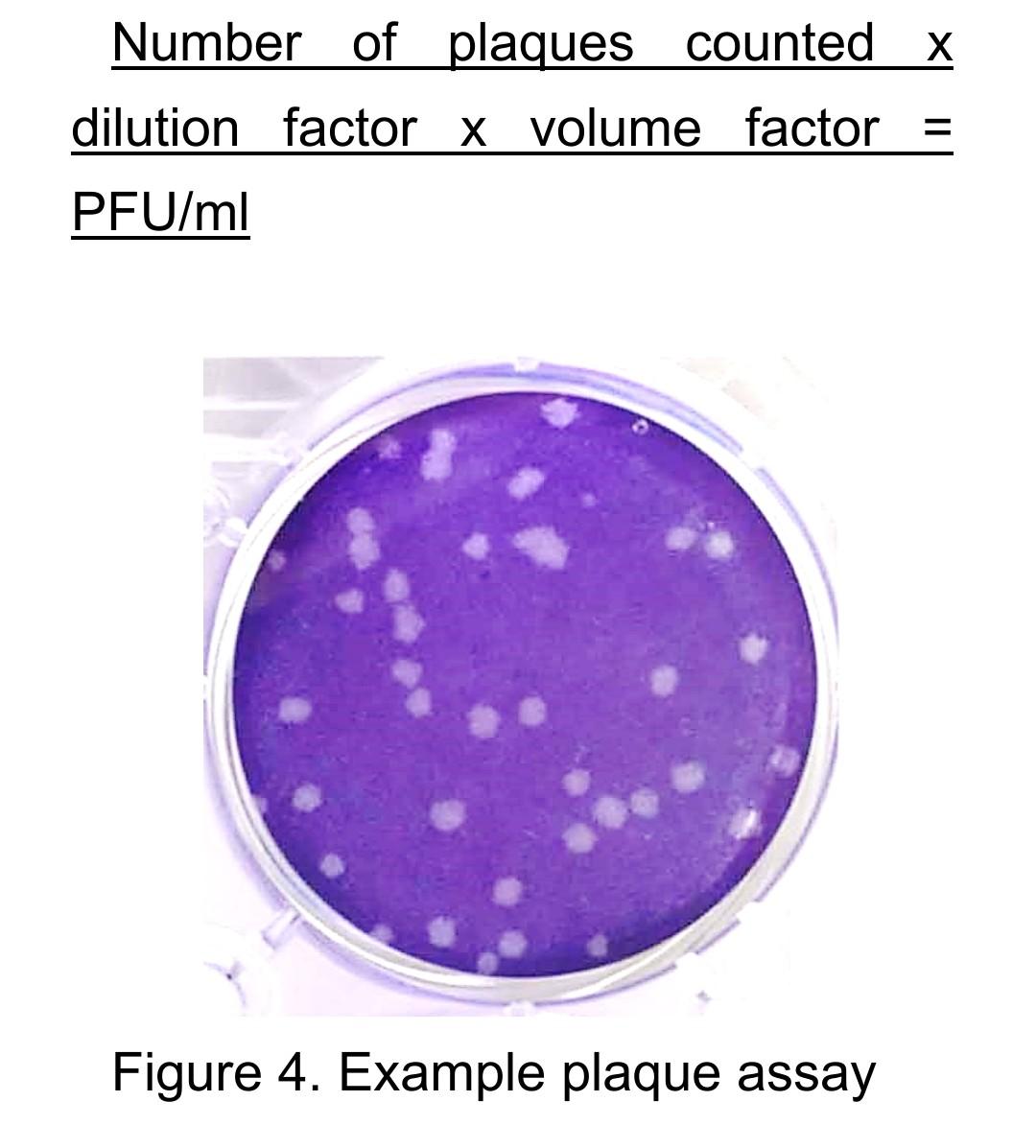 Solved Number of plaques counted X dilution factor x volume