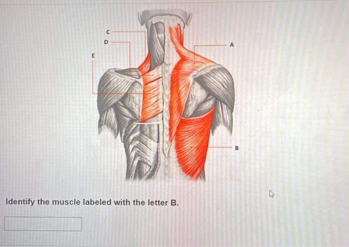 Solved Identify the muscle labeled with the letter B. | Chegg.com