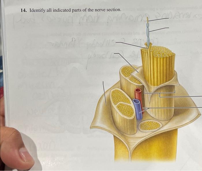 Solved 14. Identify all indicated parts of the nerve | Chegg.com